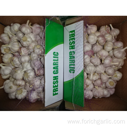 Normal White Garlic From Jinxiang 2019